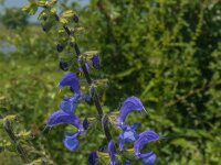 Salvia pratensis 23, Veldsalie, Saxifraga-Jan van der Straaten