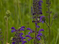Salvia pratensis 32, Veldsalie, Saxifraga-Jan Nijendijk