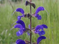 Salvia pratensis 14, Veldsalie, Saxifraga-Jan Willem Jongepier