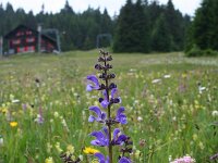 Salvia pratensis 15, Veldsalie, Saxifraga-Jeroen Willemsen