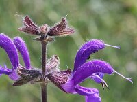Salvia pratensis 16, Veldsalie, Saxifraga-Rutger Barendse