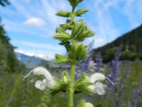 Salvia pratensis 17, Veldsalie, Saxifraga-Rutger Barendse