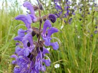 Salvia pratensis 30, Veldsalie, Saxifraga-Peter Meininger