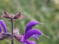 Salvia pratensis 31, Veldsalie, Saxifraga-Rutger Barendse