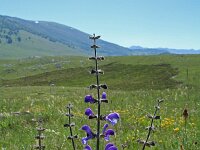 Salvia pratensis 34, Veldsalie, Saxifraga-Jeroen Willemsen