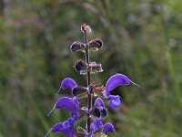 Salvia pratensis 35, Veldsalie, Saxifraga-Jeroen Willemsen
