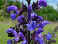 Salvia pratensis 36, Veldsalie, Saxifraga-Ed Stikvoort