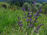 Salvia pratensis 37, Veldsalie, Saxifraga-Ed Stikvoort : jura2010