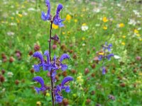 Salvia pratensis 38, Veldsalie, Saxifraga-Ed Stikvoort