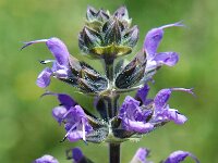 Salvia pratensis 4, Veldsalie, Saxifraga-Jan van der Straaten