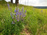 Salvia pratensis 40, Veldsalie, Saxifraga-Ed Stikvoort