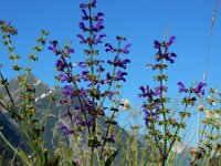 Salvia pratensis 41, Veldsalie, Saxifraga-Ed Stikvoort
