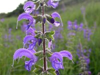 Salvia pratensis 42, Veldsalie, Saxifraga-Ed Stikvoort