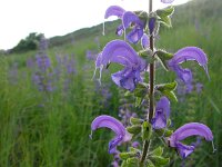 Salvia pratensis 43, Veldsalie, Saxifraga-Ed Stikvoort