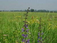 Salvia pratensis 44, Veldsalie, Saxifraga-Dirk Hilbers
