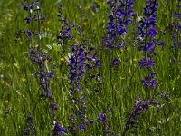 Salvia pratensis 45, Veldsalie, Saxifraga-Jan Nijendijk
