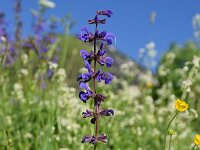 Salvia pratensis 46, Veldsalie, Saxifraga-Simone van Velzen