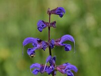 Salvia pratensis 47, Veldsalie, Saxifraga-Simone van Velzen