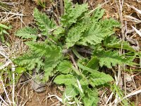 Salvia pratensis 48, Veldsalie, Saxifraga-Rutger Barendse