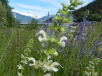 Salvia pratensis 49, Veldsalie, Saxifraga-Rutger Barendse