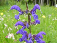Salvia pratensis 50, Veldsalie, Saxifraga-Rutger Barendse