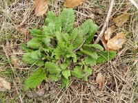 Salvia pratensis 51, Veldsalie, Saxifraga-Rutger Barendse