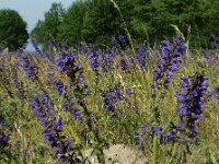 Salvia pratensis 52, Veldsalie, Saxifraga-Ed Stikvoort