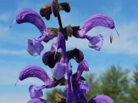 Salvia pratensis 53, Veldsalie, Saxifraga-Ed Stikvoort