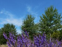Salvia pratensis 54, Veldsalie, Saxifraga-Ed Stikvoort