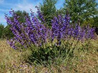 Salvia pratensis 55, Veldsalie, Saxifraga-Ed Stikvoort