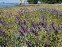 Salvia pratensis 56, Veldsalie, Saxifraga-Ed Stikvoort
