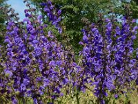 Salvia pratensis 57, Veldsalie, Saxifraga-Ed Stikvoort