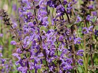 Salvia pratensis 58, Veldsalie, Saxifraga-Harry Jans