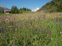 Salvia pratensis 59, Veldsalie, Saxifraga-Harry Jans