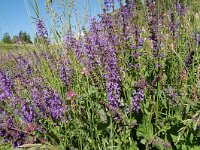 Salvia pratensis 60, Veldsalie, Saxifraga-Harry Jans