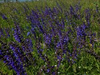 Salvia pratensis 61, Veldsalie, Saxifraga-Peter Meininger