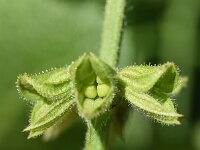 Salvia pratensis 63, Veldsalie, Saxifraga-Sonja Bouwman  Veldsalie - Salvia pratensis - Lamiaceae familie
