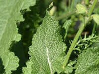 Salvia pratensis 64, Veldsalie, Saxifraga-Sonja Bouwman  Veldsalie - Salvia pratensis - Lamiaceae familie