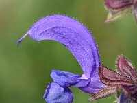 Salvia pratensis 65, Veldsalie, Saxifraga-Sonja Bouwman  Veldsalie - Salvia pratensis - Lamiaceae familie; Haute Nendaz, Ramosch (Zw)