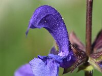 Salvia pratensis 66, Veldsalie, Saxifraga-Sonja Bouwman  Veldsalie - Salvia pratensis - Lamiaceae familie