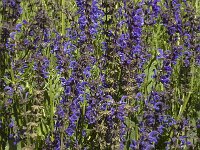 Salvia pratensis ssp pratensis 10, Veldsalie, Saxifraga-Marijke Verhagen