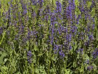 Salvia pratensis ssp pratensis 11, Veldsalie, Saxifraga-Marijke Verhagen
