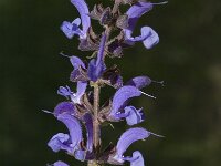 Salvia pratensis ssp pratensis 12, Veldsalie, Saxifraga-Jan van der Straaten