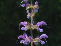 Salvia pratensis ssp pratensis 13, Veldsalie, Saxifraga-Marijke Verhagen