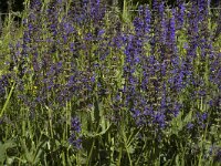 Salvia pratensis ssp pratensis 5, Veldsalie, Saxifraga-Marijke Verhagen