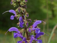 Salvia pratensis ssp pratensis 6, Veldsalie, Saxifraga-Willem van Kruijsbergen