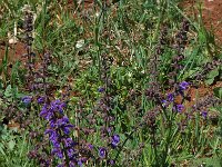Salvia pratensis ssp pratensis 7, Veldsalie, Saxifraga-Willem van Kruijsbergen