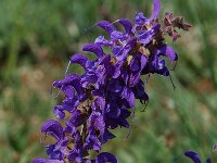 Salvia pratensis ssp pratensis 8, Veldsalie, Saxifraga-Willem van Kruijsbergen