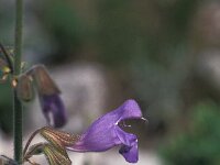 Salvia ringens