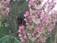 Salvia sclarea, Clary